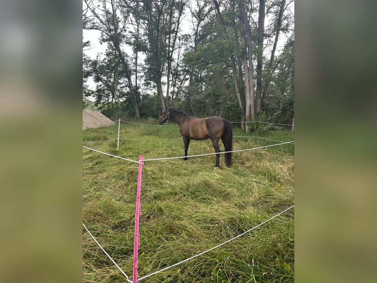 Más caballos de pura sangre Caballo castrado 13 años 160 cm Castaño oscuro in Ballrechten-Dottingen