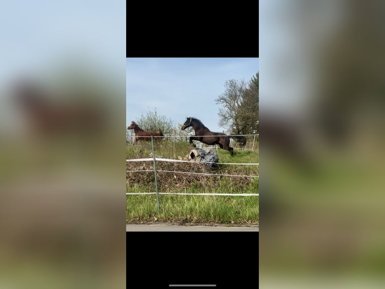 Más caballos de pura sangre Caballo castrado 13 años 160 cm Castaño oscuro in Ballrechten-Dottingen