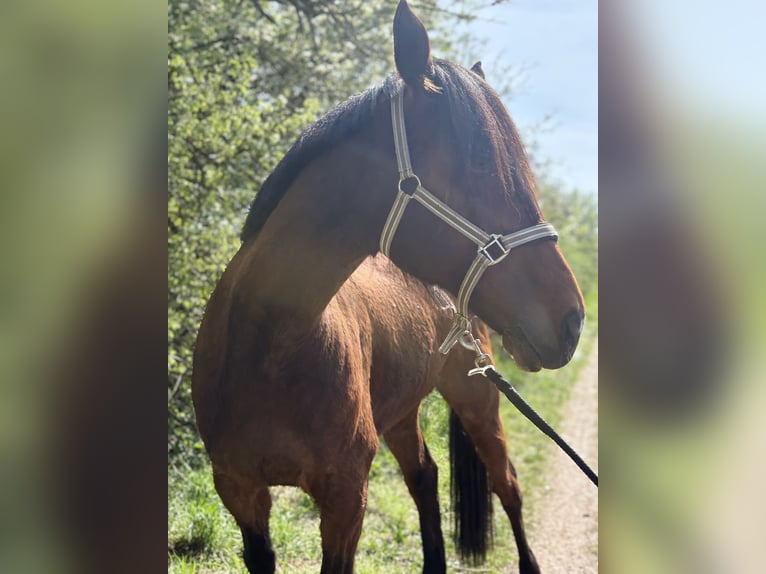 Más caballos de pura sangre Caballo castrado 13 años 165 cm Castaño in Groß Kienitz