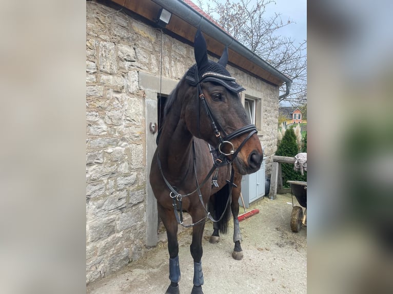 Más caballos de pura sangre Caballo castrado 13 años 169 cm Castaño in Willanzheim