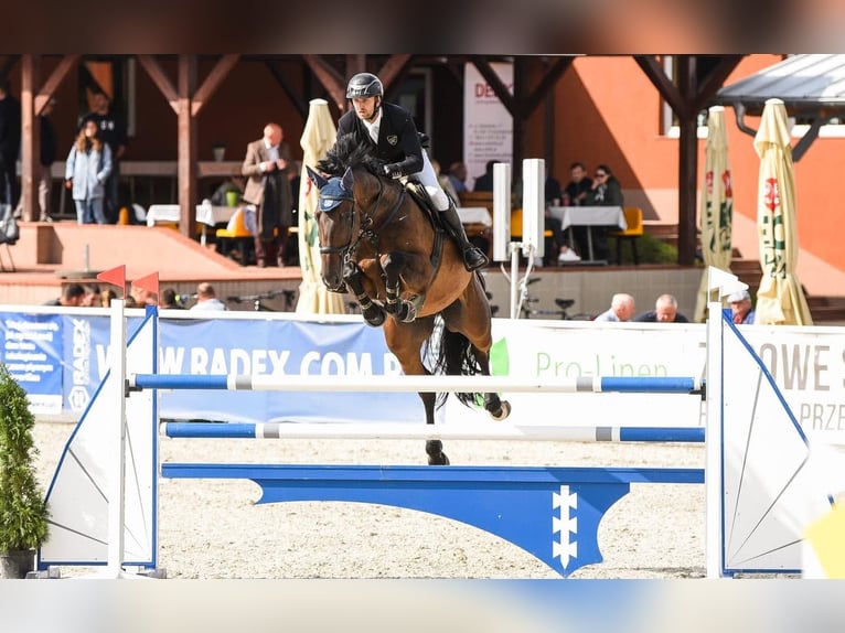 Más caballos de pura sangre Caballo castrado 13 años 185 cm Morcillo in wieleń