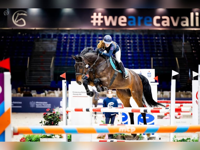 Más caballos de pura sangre Caballo castrado 13 años 185 cm Morcillo in wieleń