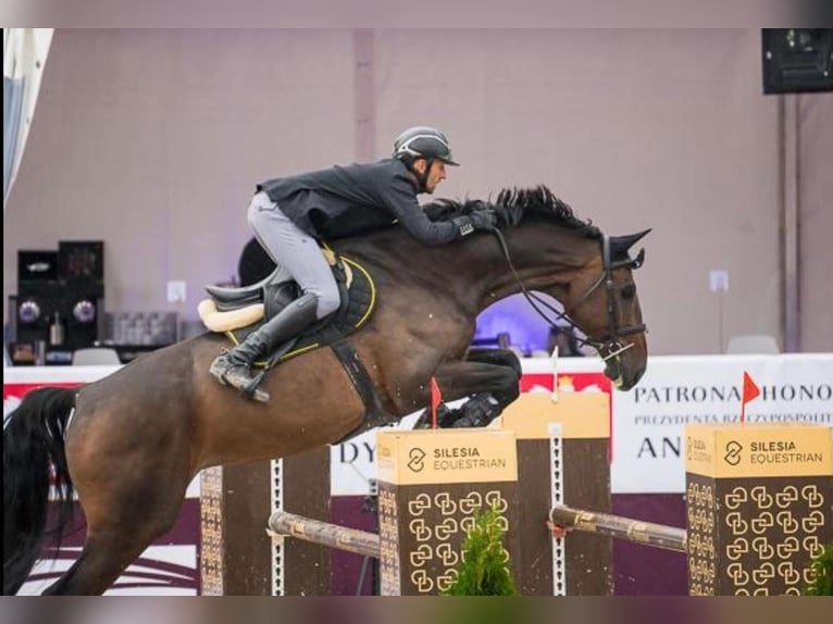 Más caballos de pura sangre Caballo castrado 13 años 185 cm Morcillo in wieleń