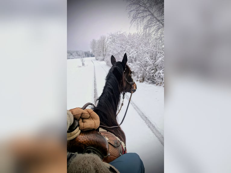 Más caballos de pura sangre Caballo castrado 14 años 160 cm Castaño in Ettringen