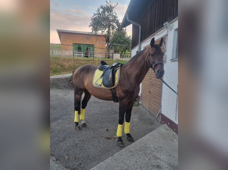 Más caballos de pura sangre Caballo castrado 14 años 160 cm Castaño oscuro in Achberg