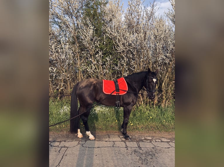 Más caballos de pura sangre Caballo castrado 14 años 160 cm Negro in Reesdorf