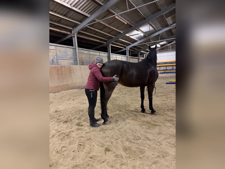 Más caballos de pura sangre Caballo castrado 14 años 162 cm Castaño oscuro in Lembach