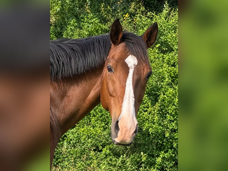 Más caballos de pura sangre Caballo castrado 14 años 163 cm Castaño in Münchhausen