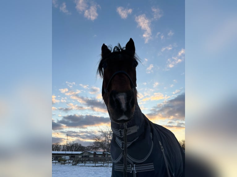 Más caballos de pura sangre Caballo castrado 14 años 165 cm Castaño in Groß Kienitz
