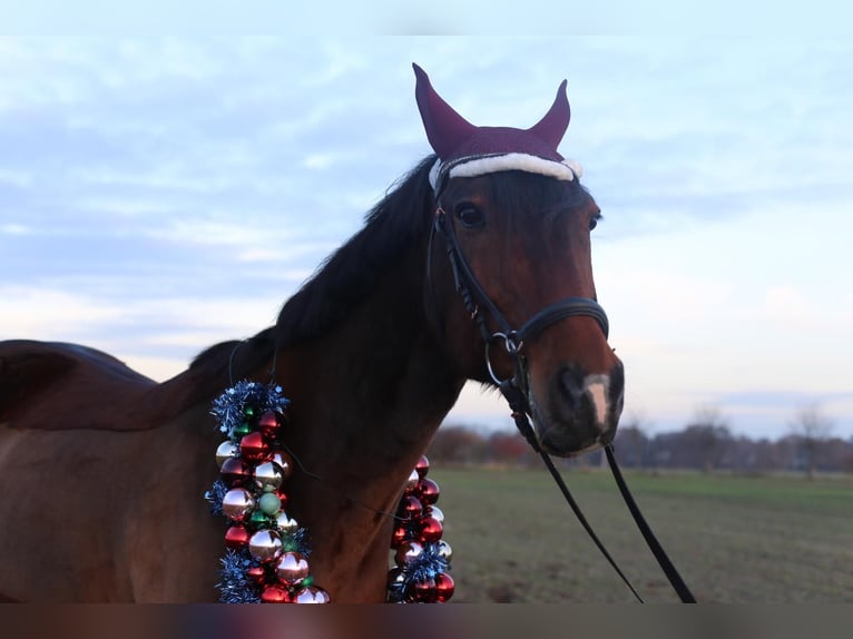 Más caballos de pura sangre Caballo castrado 14 años 165 cm Castaño in Groß Kienitz