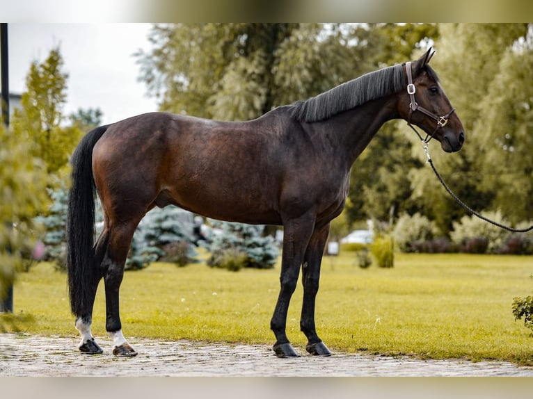 Más caballos de pura sangre Caballo castrado 14 años Castaño in Poznan