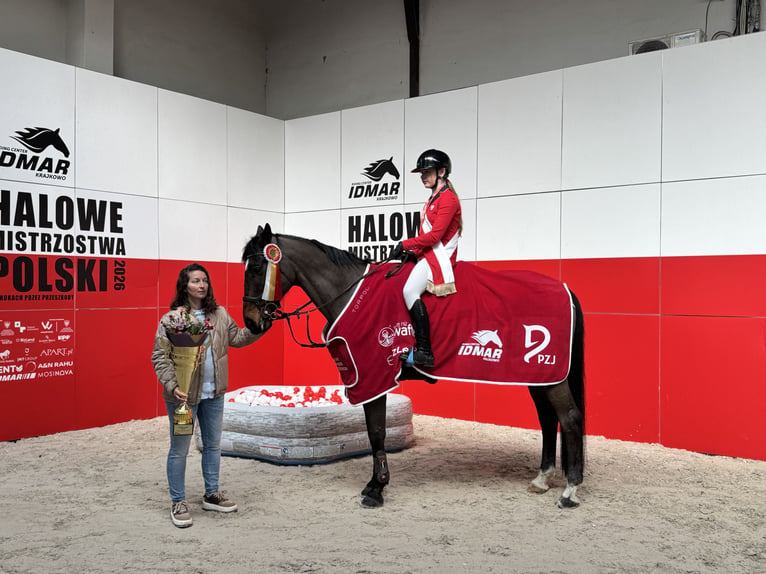 Más caballos de pura sangre Caballo castrado 14 años Castaño in Poznan