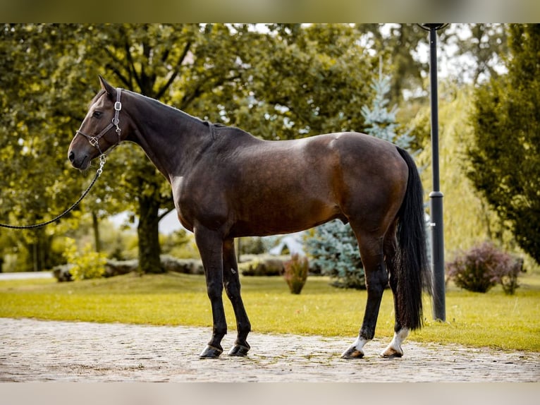 Más caballos de pura sangre Caballo castrado 14 años Castaño in Poznan