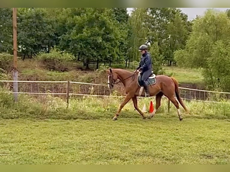 Más caballos de pura sangre Caballo castrado 15 años 163 cm Alazán in Gransee