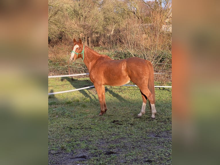 Más caballos de pura sangre Caballo castrado 15 años 163 cm Alazán in Gransee