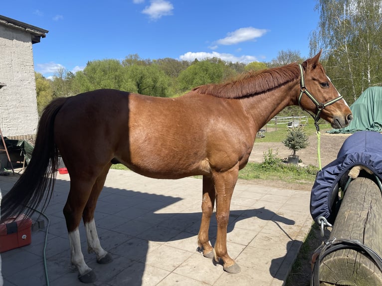 Más caballos de pura sangre Caballo castrado 15 años 163 cm Alazán in Gransee