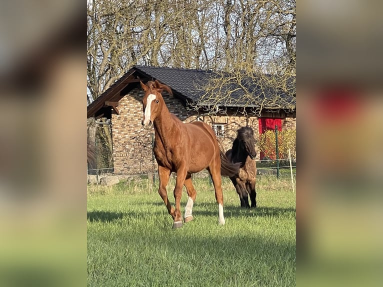 Más caballos de pura sangre Caballo castrado 15 años 163 cm Alazán in Gransee