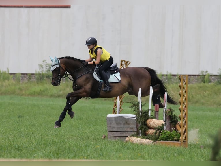 Más caballos de pura sangre Caballo castrado 15 años 163 cm Alazán-tostado in Gerasdorf