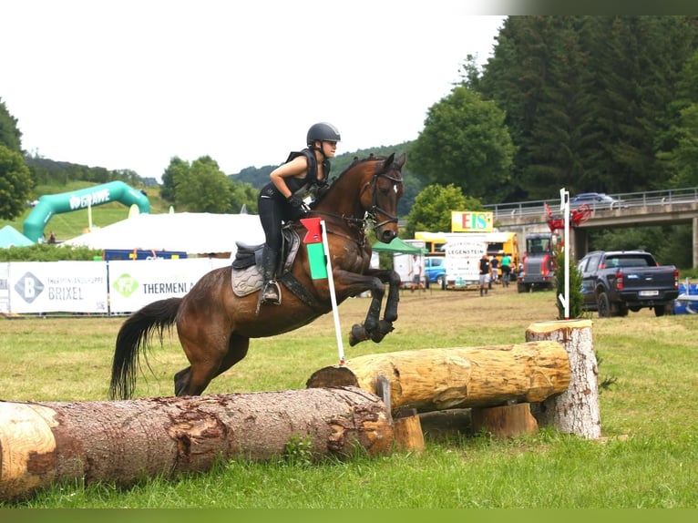 Más caballos de pura sangre Caballo castrado 15 años 163 cm Alazán-tostado in Gerasdorf