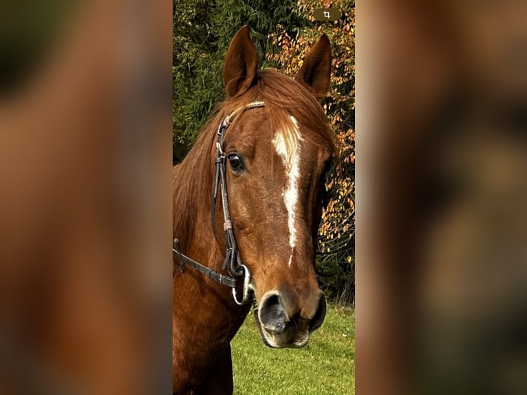 Más caballos de pura sangre Caballo castrado 16 años 155 cm Alazán in Pfarrkirchen
