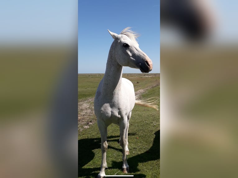 Más caballos de pura sangre Caballo castrado 16 años 155 cm Tordo in Norden Norden