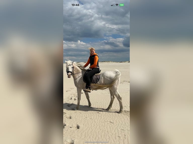 Más caballos de pura sangre Caballo castrado 16 años 155 cm Tordo in Norden Norden