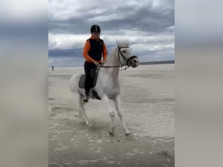 Más caballos de pura sangre Caballo castrado 16 años 155 cm Tordo in Norden Norden