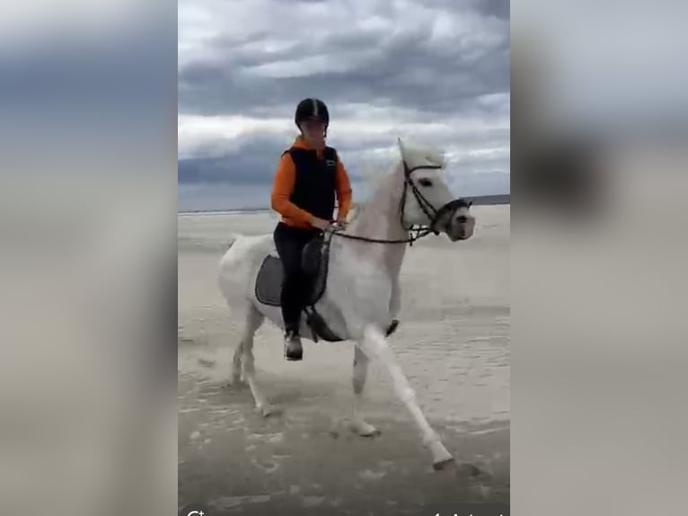 Más caballos de pura sangre Caballo castrado 16 años 155 cm Tordo in Norden Norden