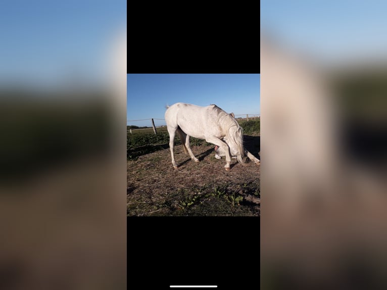 Más caballos de pura sangre Caballo castrado 16 años 155 cm Tordo in Norden Norden