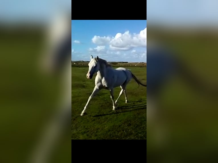 Más caballos de pura sangre Caballo castrado 16 años 155 cm Tordo in Norden Norden