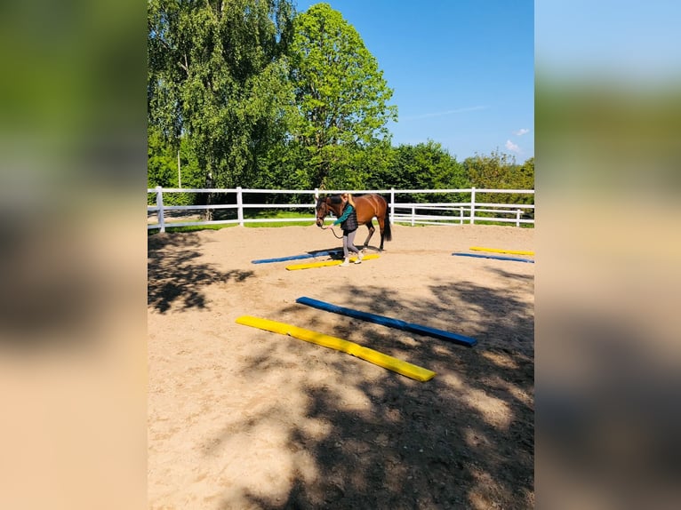 Más caballos de pura sangre Caballo castrado 17 años 158 cm Castaño oscuro in Aerzen