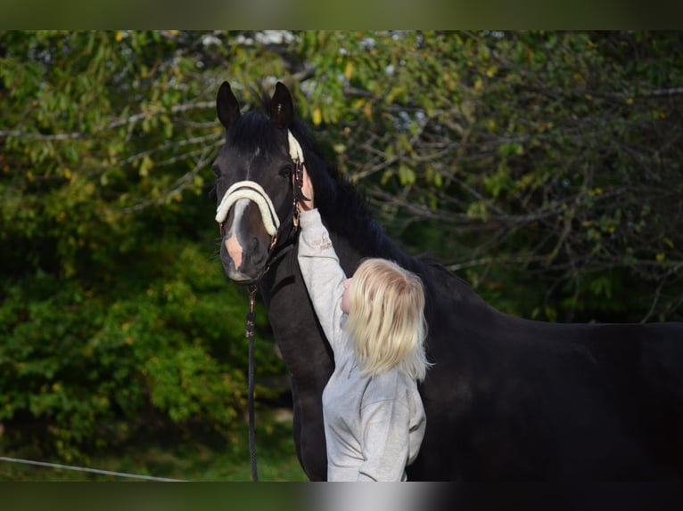Más caballos de pura sangre Caballo castrado 17 años 165 cm Negro in Goldegg im Pongau