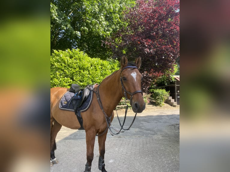 Más caballos de pura sangre Caballo castrado 18 años 158 cm Castaño claro in Aachen