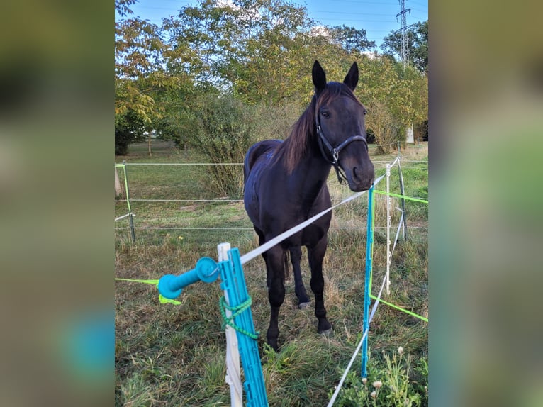 Más caballos de pura sangre Caballo castrado 18 años 165 cm Morcillo in Jockgrim