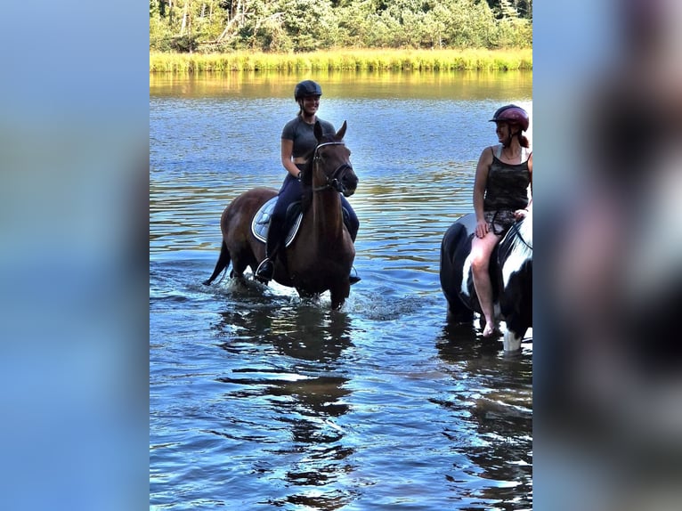 Más caballos de pura sangre Caballo castrado 19 años 157 cm Castaño in Dinkelsbühl
