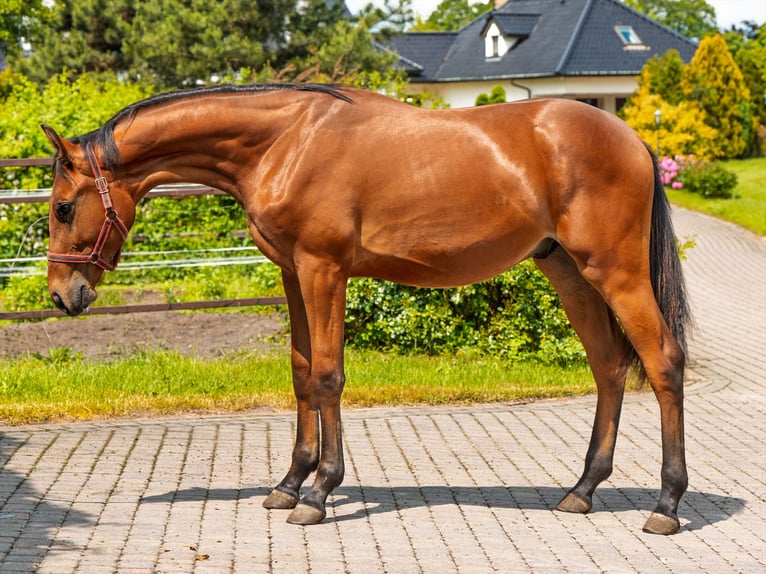 Más caballos de pura sangre Caballo castrado 1 año 140 cm in Stryków Más caballos de pura sangre Caballo castrado 1 año 140 cm in Stryków