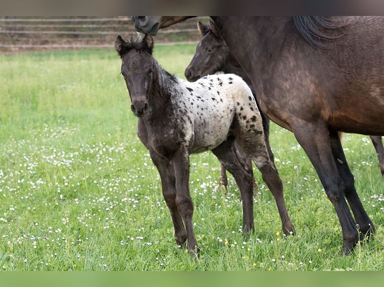 Más caballos de pura sangre Caballo castrado 1 año 155 cm Atigrado/Moteado in Stüsslingen