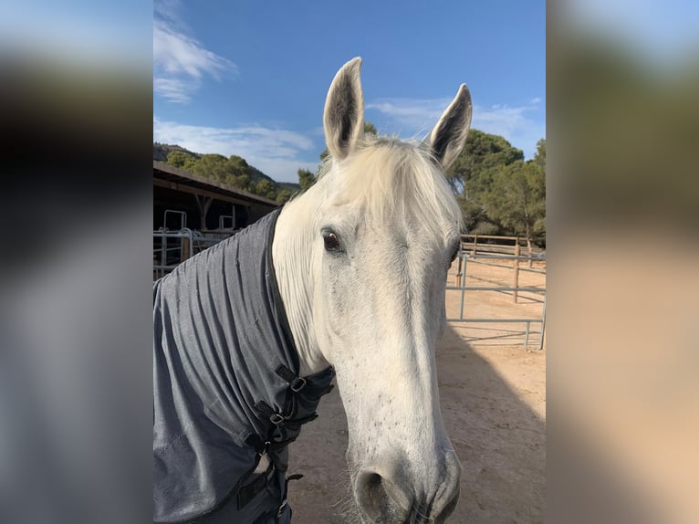 Más caballos de pura sangre Mestizo Caballo castrado 24 años 170 cm Porcelana in Xixona/Jijona
