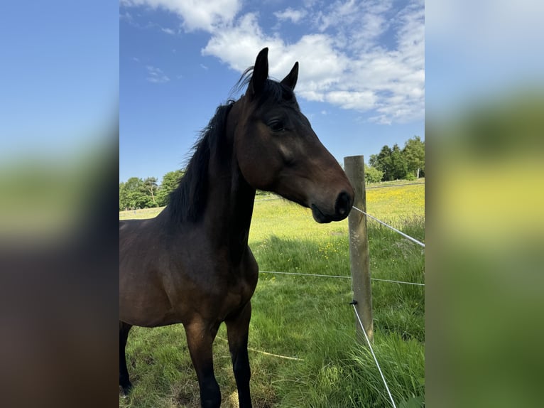 Más caballos de pura sangre Caballo castrado 3 años 150 cm Castaño oscuro in Gro&#xDF;enkneten