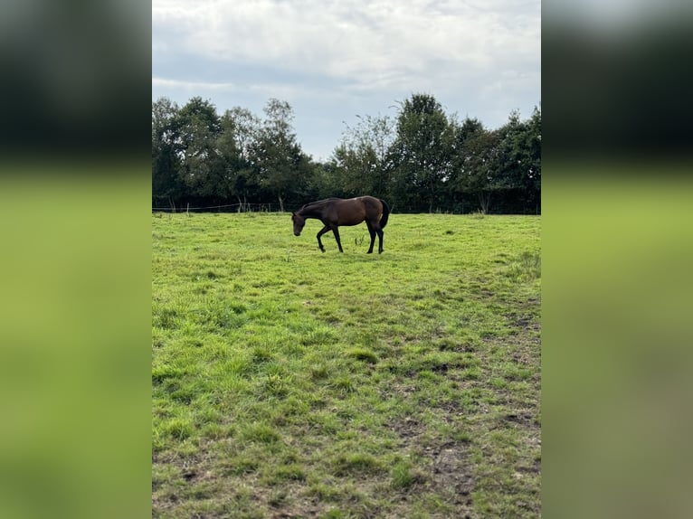 Más caballos de pura sangre Caballo castrado 3 años 150 cm Castaño oscuro in Gro&#xDF;enkneten
