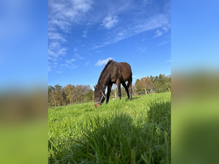 Más caballos de pura sangre Caballo castrado 3 años 150 cm Castaño oscuro in Gro&#xDF;enkneten