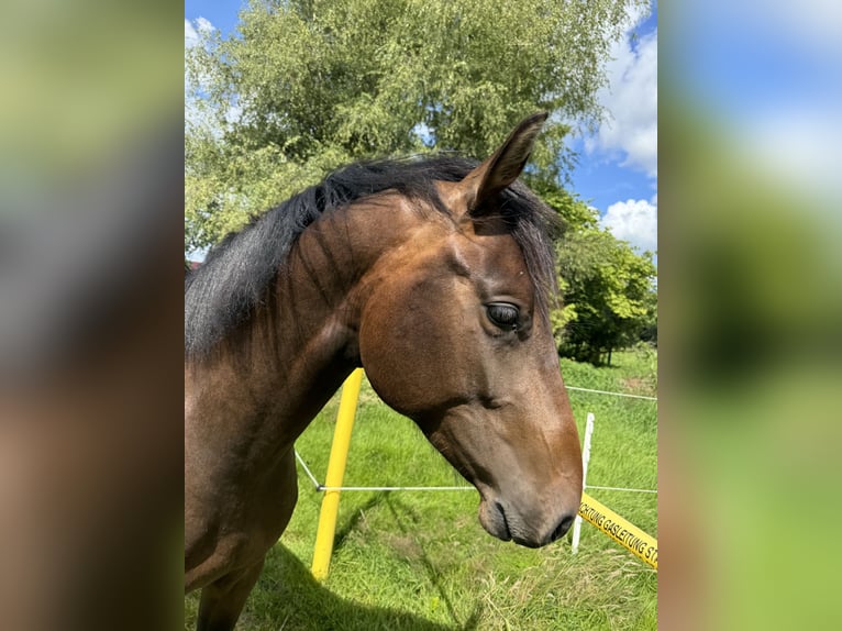 Más caballos de pura sangre Caballo castrado 3 años 150 cm Castaño oscuro in Gro&#xDF;enkneten