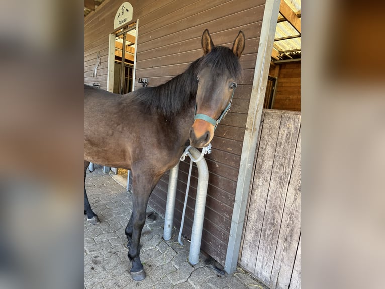 Más caballos de pura sangre Caballo castrado 3 años 150 cm Castaño oscuro in Gro&#xDF;enkneten