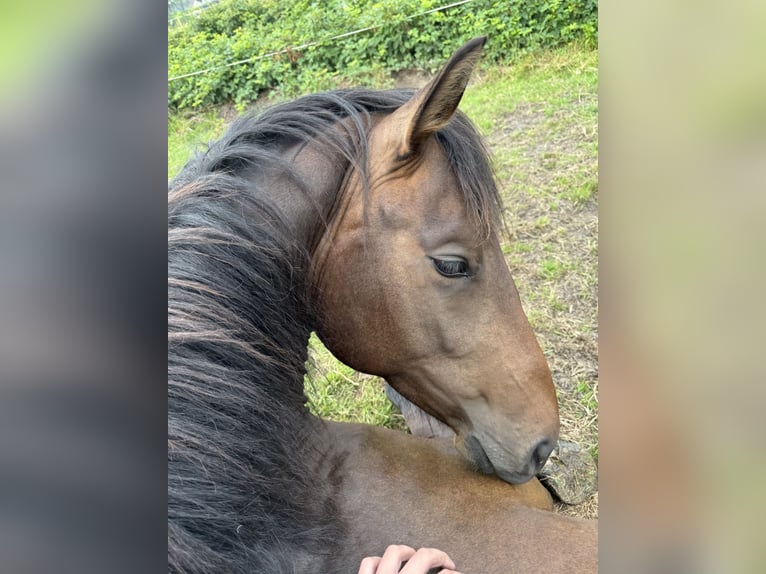 Más caballos de pura sangre Caballo castrado 3 años 150 cm Castaño oscuro in Gro&#xDF;enkneten