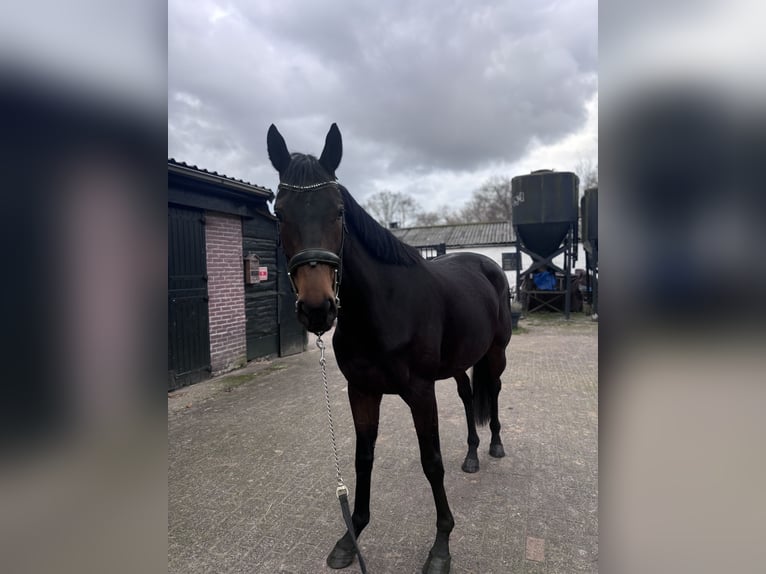Más caballos de pura sangre Caballo castrado 3 años 162 cm Castaño oscuro in Wassenaar