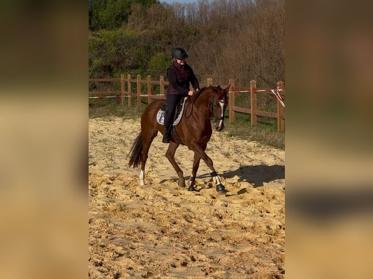 Más caballos de pura sangre Caballo castrado 3 años 167 cm Alazán in Wegeleben