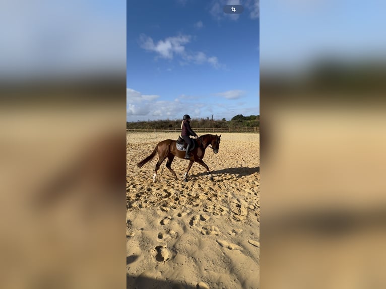 Más caballos de pura sangre Caballo castrado 3 años 167 cm Alazán in Wegeleben