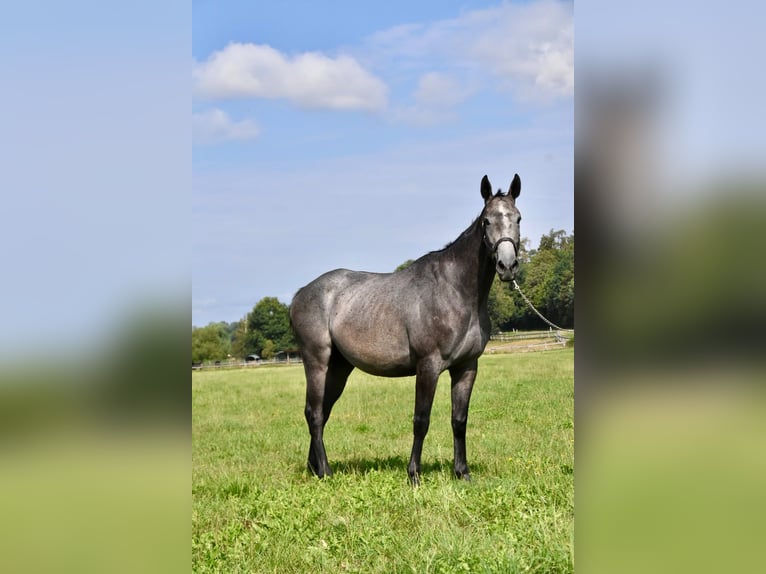 Más caballos de pura sangre Caballo castrado 4 años 163 cm Tordo rodado in Arnstorf