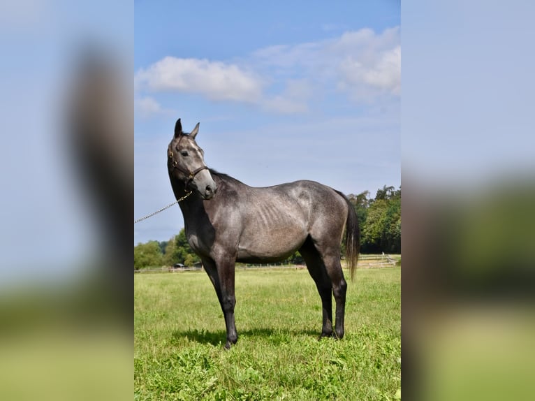 Más caballos de pura sangre Caballo castrado 4 años 163 cm Tordo rodado in Arnstorf