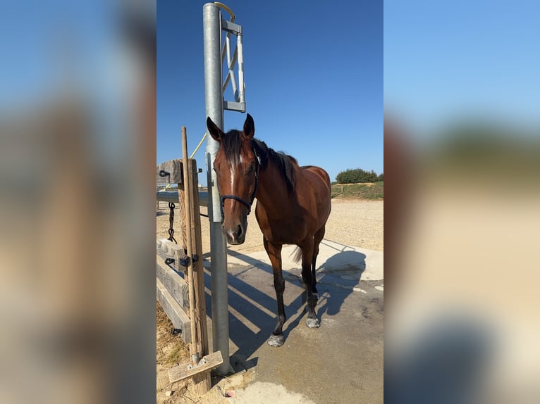 Más caballos de pura sangre Caballo castrado 4 años 164 cm Castaño in Saint Symphorien d&#8217;ozon